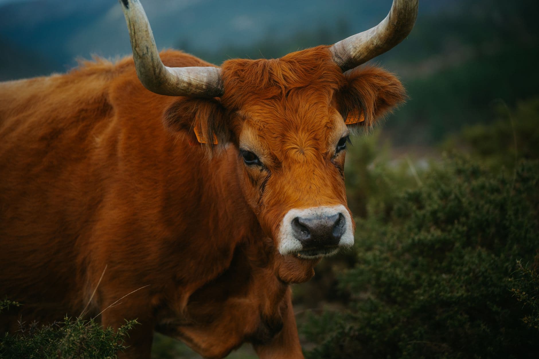 Feria: Feria del Campo de Tudanca, Tudanca