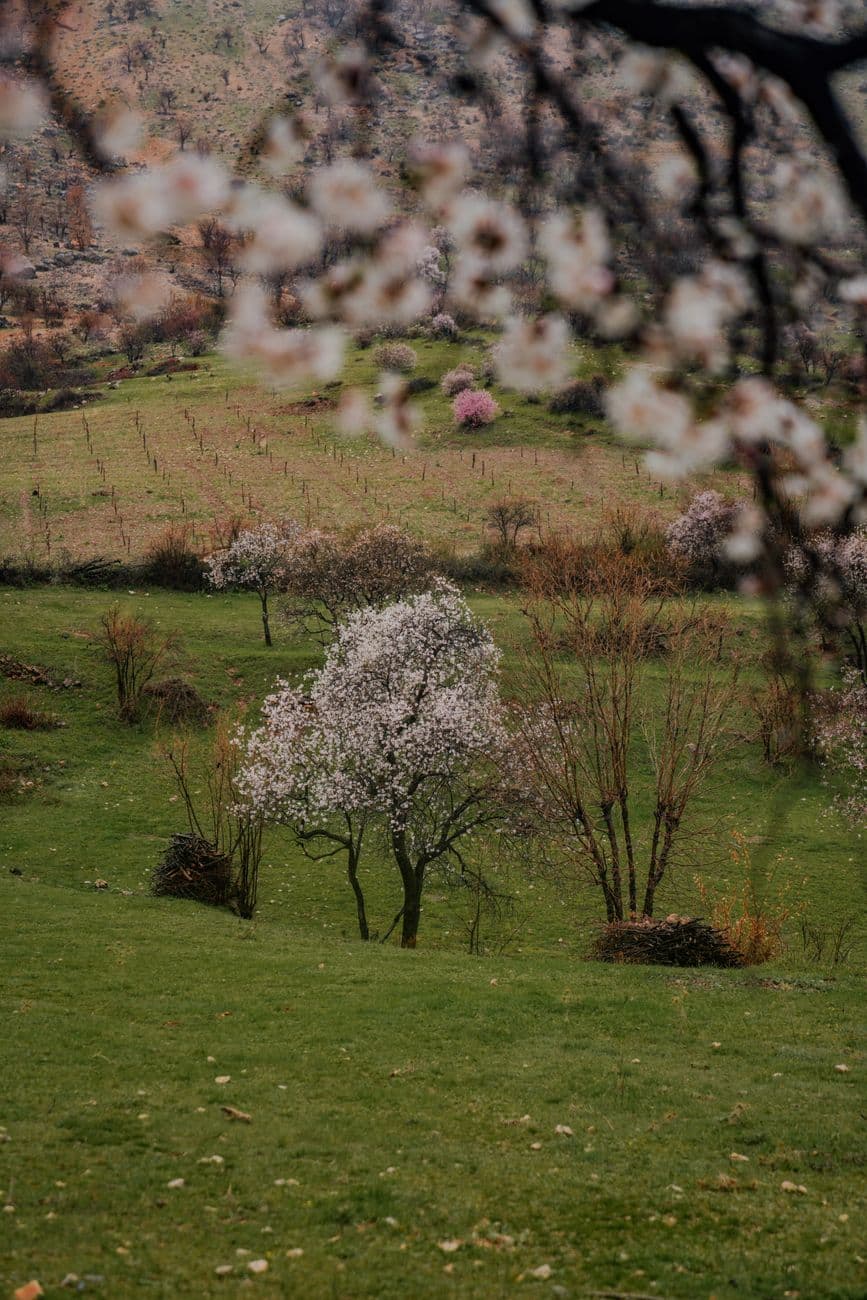 Fiesta: Fiesta del Cerezo en Flor del Valle del Jerte 2026 en Cabezuela del Valle