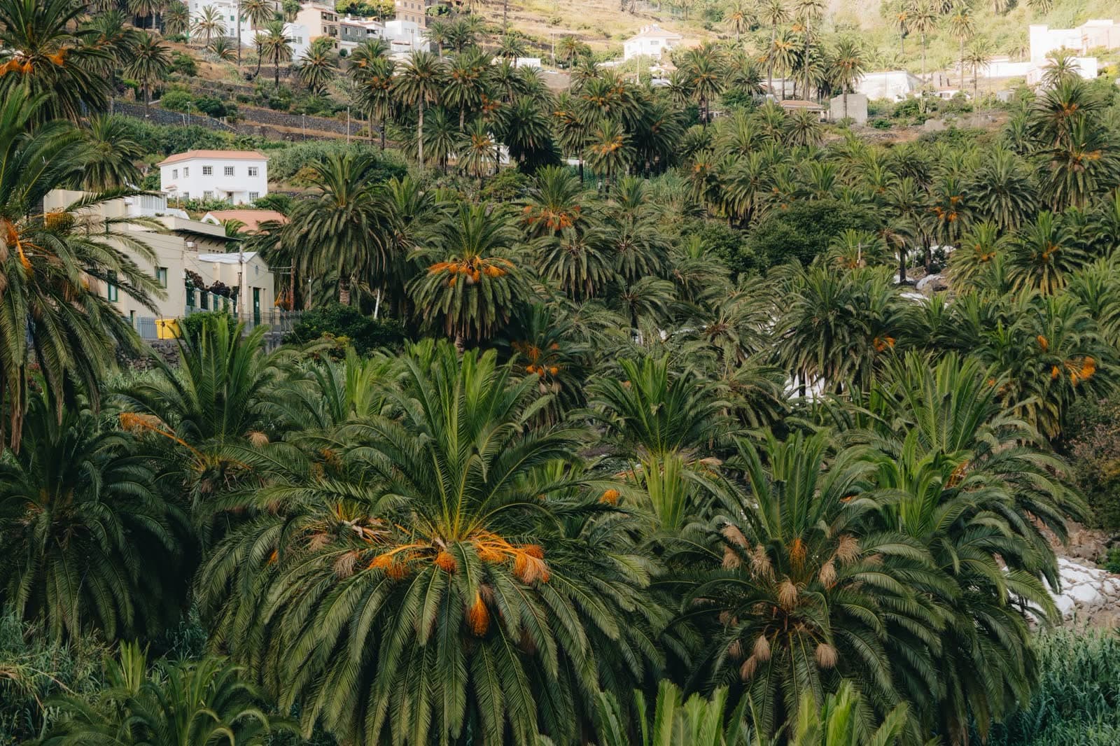 Fiesta patronal: Fiestas de San Juan Bautista de Valle Gran Rey 2026