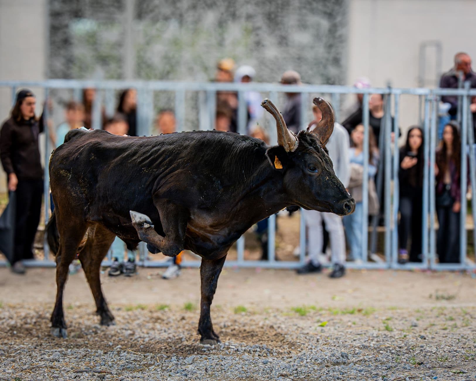 Fiesta patronal: Fiestas de San Rafael de Vecindario 2026 en Santa Lucía de Tirajana