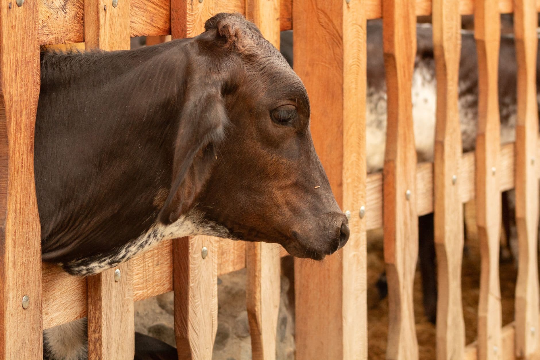 Feria: La Feriona de Teverga, Teverga