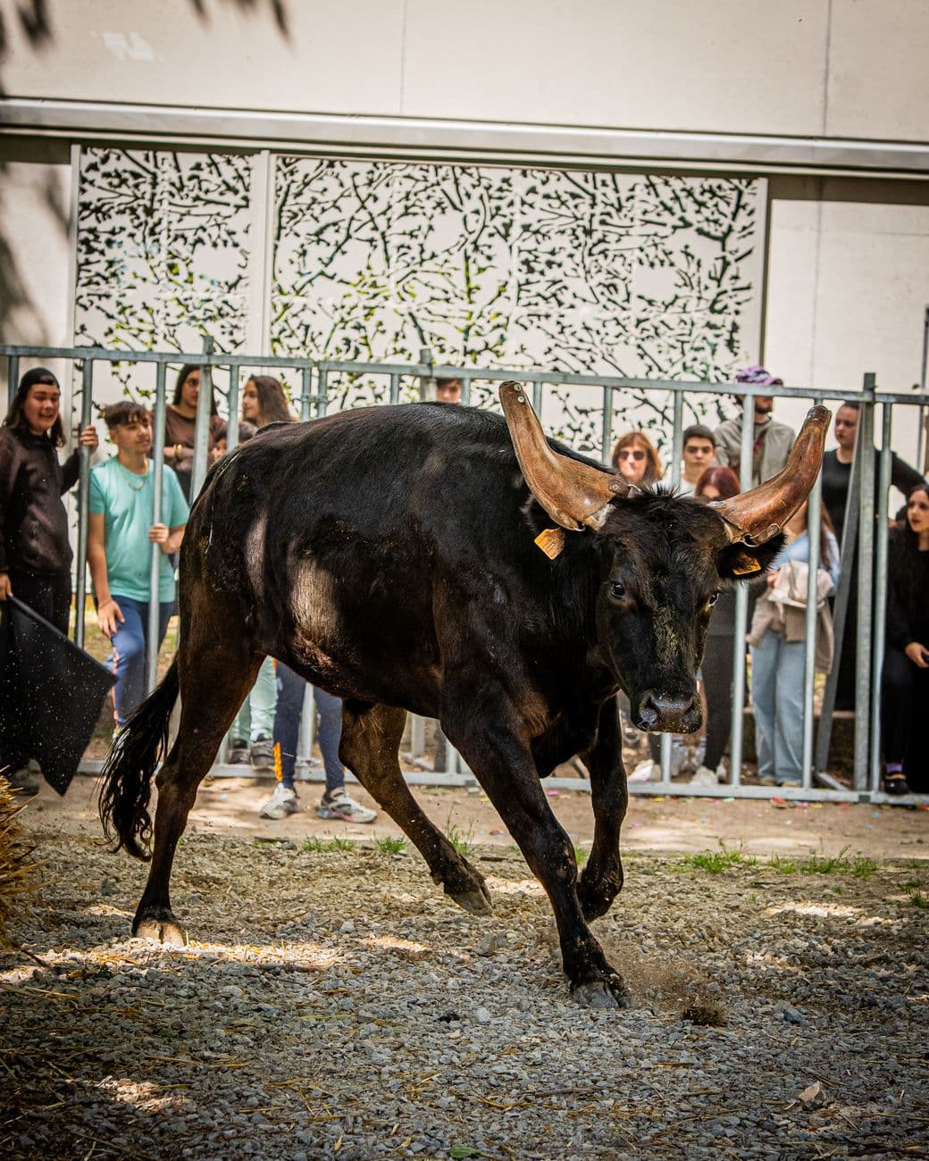 Fiesta: Los Encierros de Ampuero 2026
