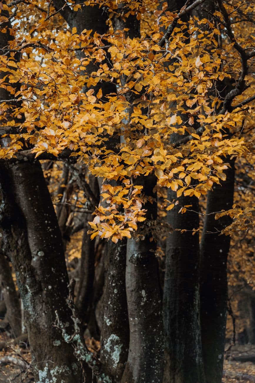 Evento: Otoño Mágico en el Valle del Ambroz, Hervás