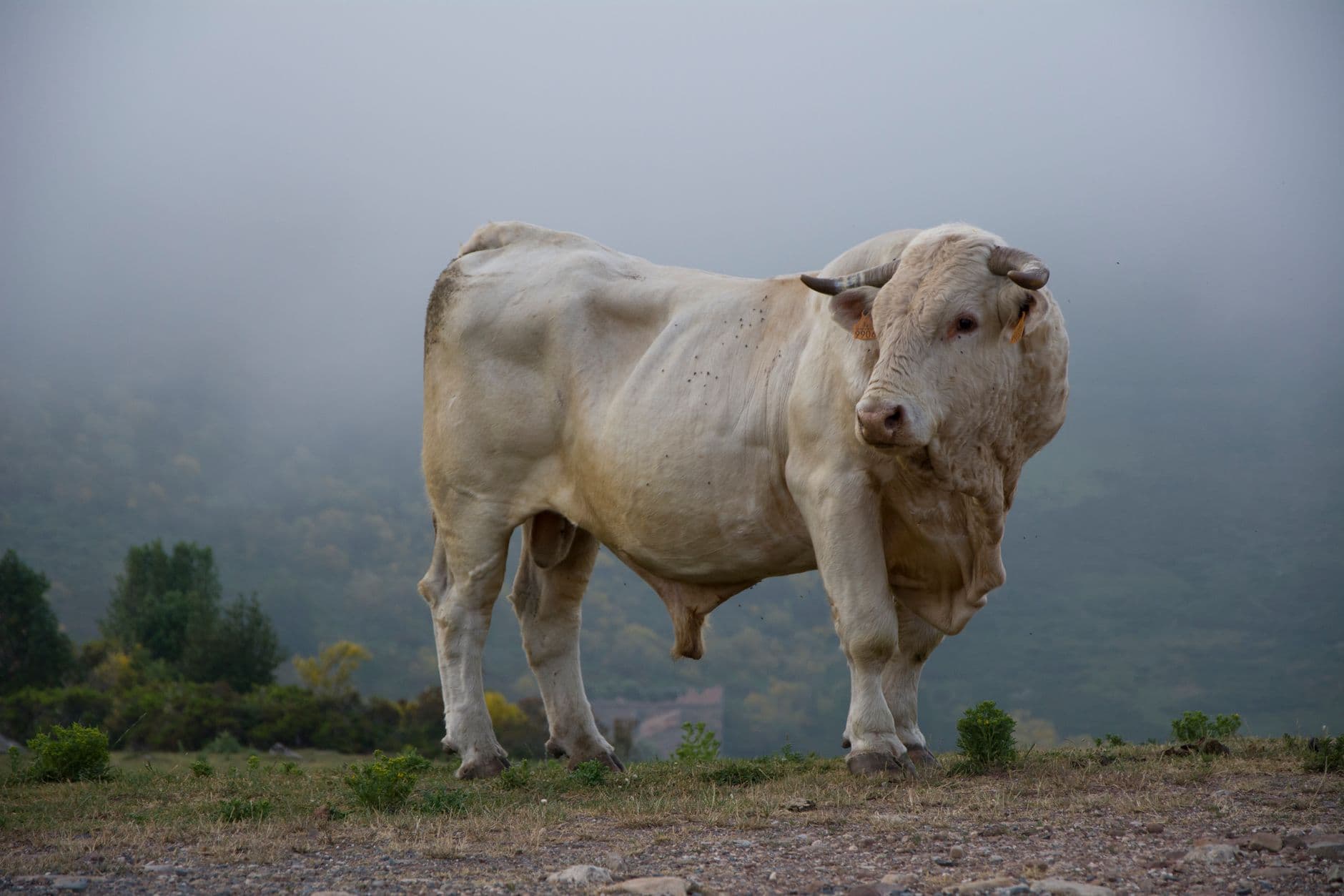 Fiesta patronal: Toro con Soga y fiestas de las Angustias en Lodosa 2026