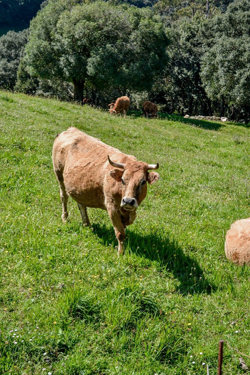 Evento: Tributo de las Tres Vacas en Isaba, Isaba